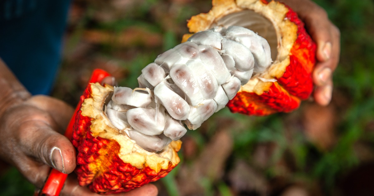 Amazonía peruana lleva chocolates sostenibles al XVII Salón del Cacao y Chocolate Internacional