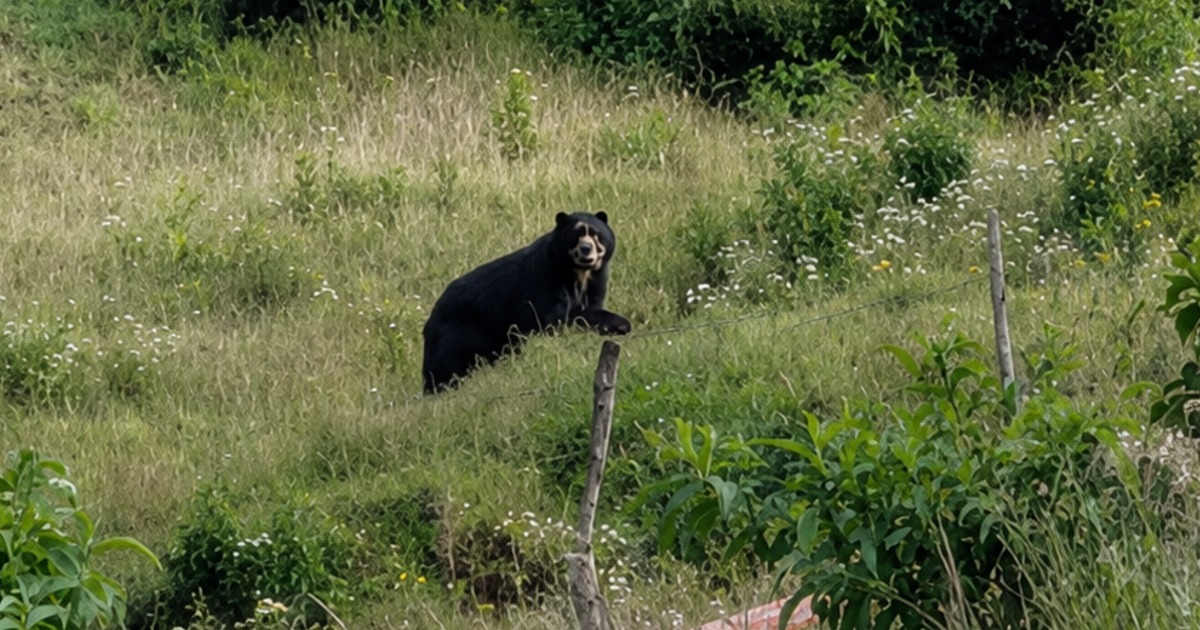 Ministerio del Ambiente inicia estudio de preinversión para la recuperación del oso andino